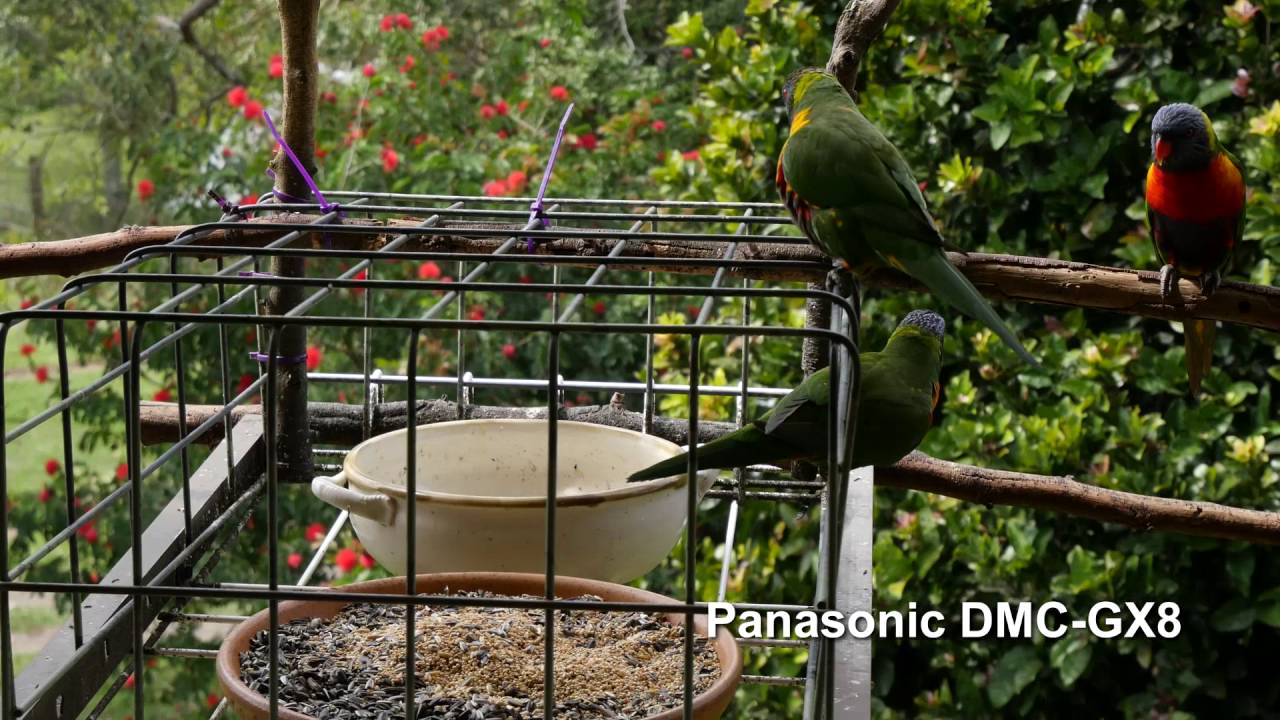 Comparison: Sony HDR-AXP55 4K Camcorder versus Panasonic DMC-GX8 4/3rds 4K Camera