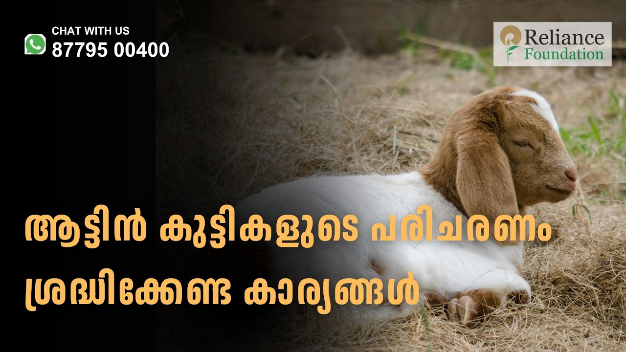 ആട്ടിൻ കുട്ടികളുടെ പരിചരണത്തിൽ ശ്രദ്ധിക്കേണ്ട കാര്യങ്ങൾ  | Caring of new born goat for better growth