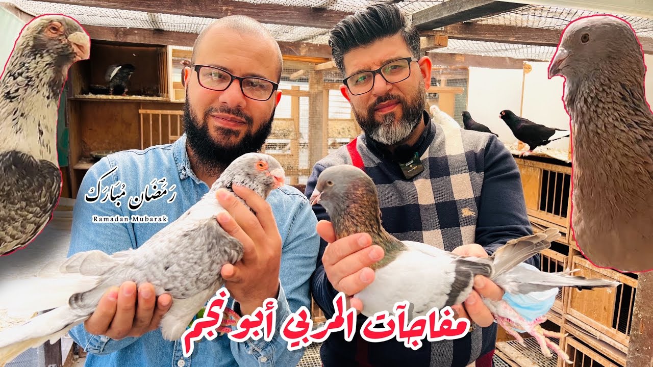 عندما يربي الكورد الحمام الشامي 🇮🇶👌🏻مع المربي ابو نجم
