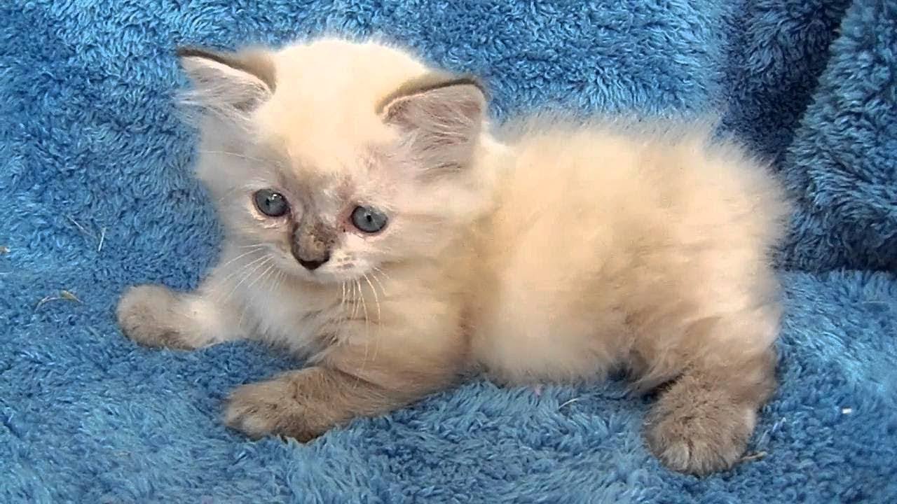 Cute Kittens Video - Cutest Manx Kittens