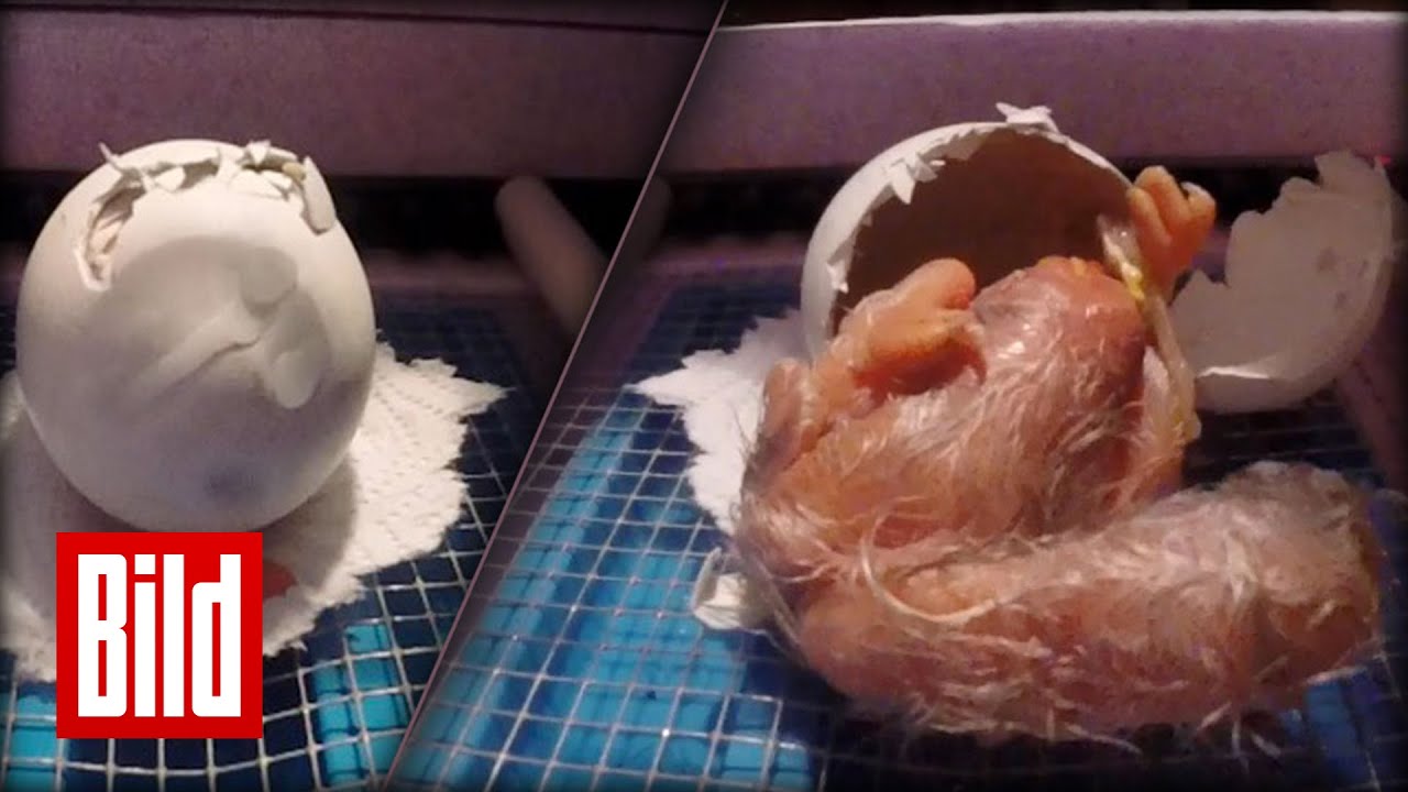 Weisskopfadler-Küken schlüpfen im Brutkasten
