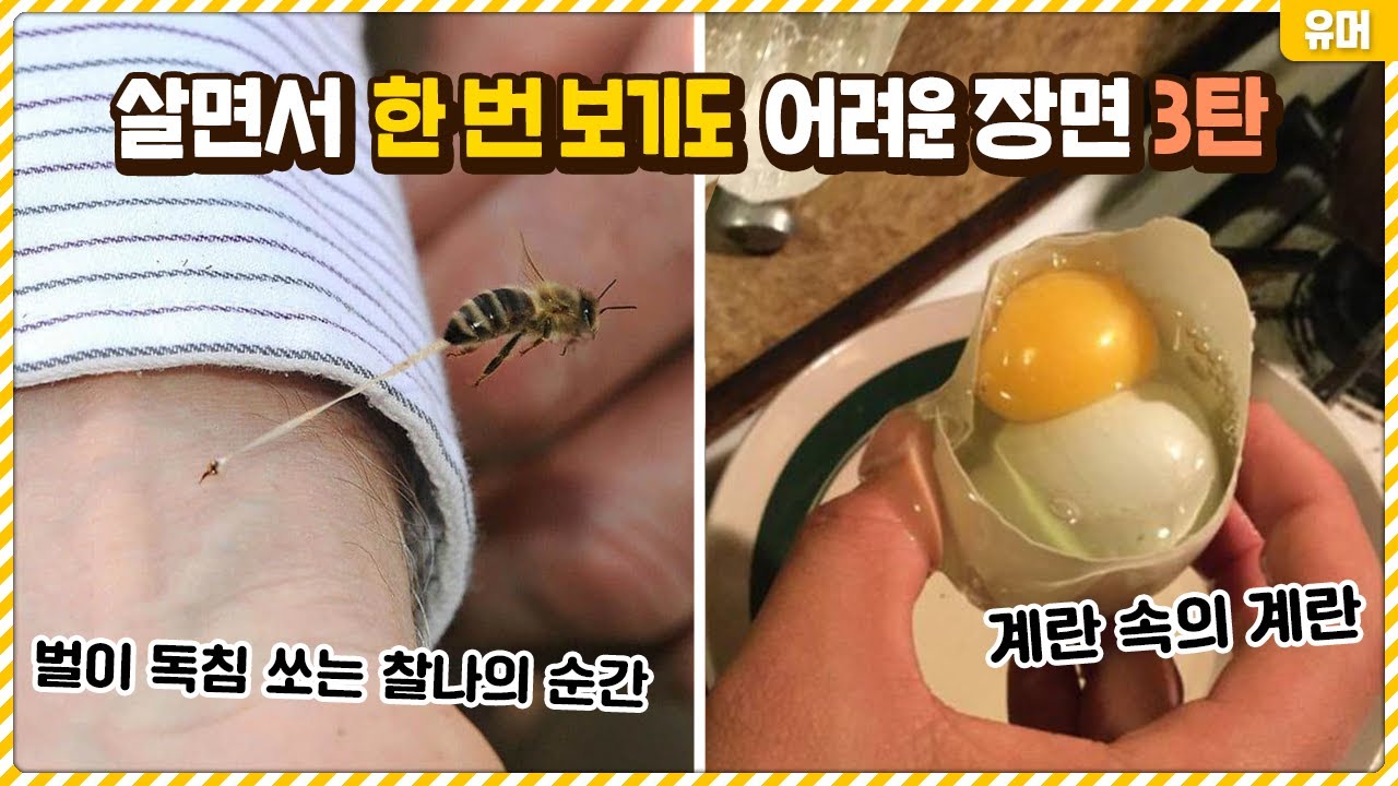 살면서 한 번 보기도 어려운 신기한 장면들 3탄