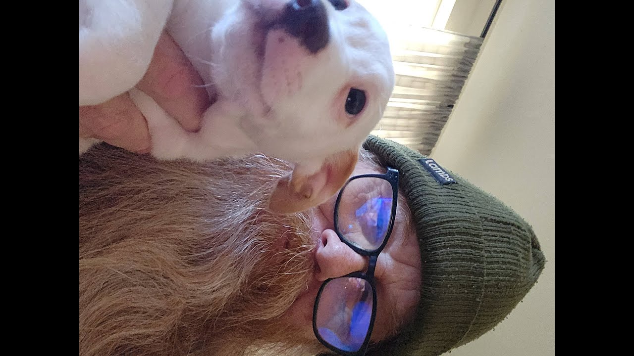 Puppy Time 21 #share #shorts #viral #dogs #puppy #funnydogs #youtubeshorts #pets #puppyvideos #fyp