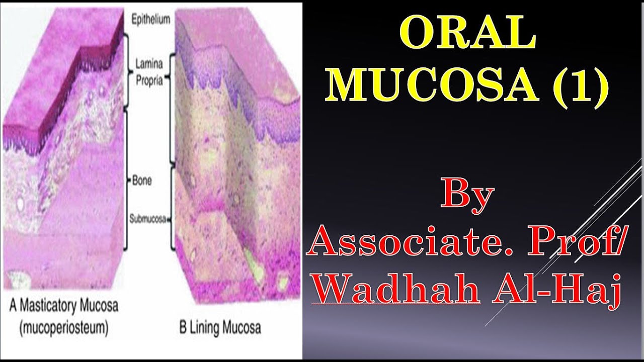 9- Oral mucosa (1) – Composition and layers -  Dr Wadhah Oral histology lectures.د/ وضاح الحاج