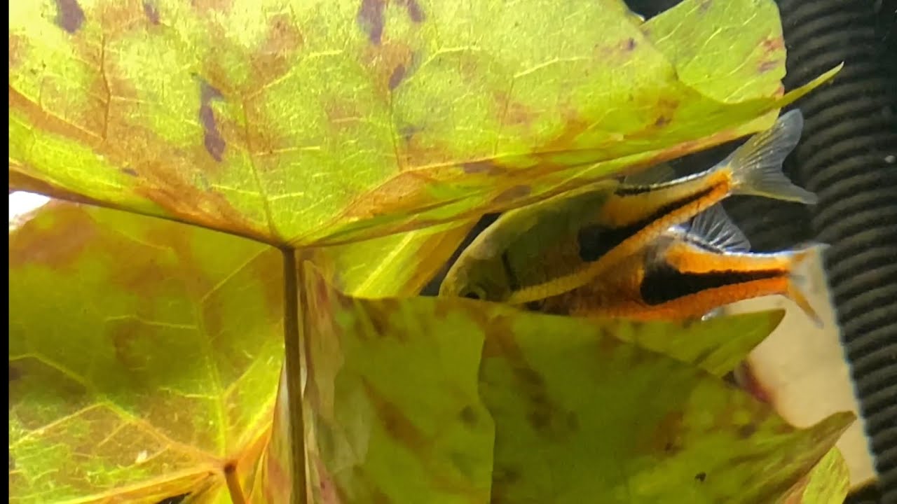 Spawning Rasbora (Trigonostigma espei )