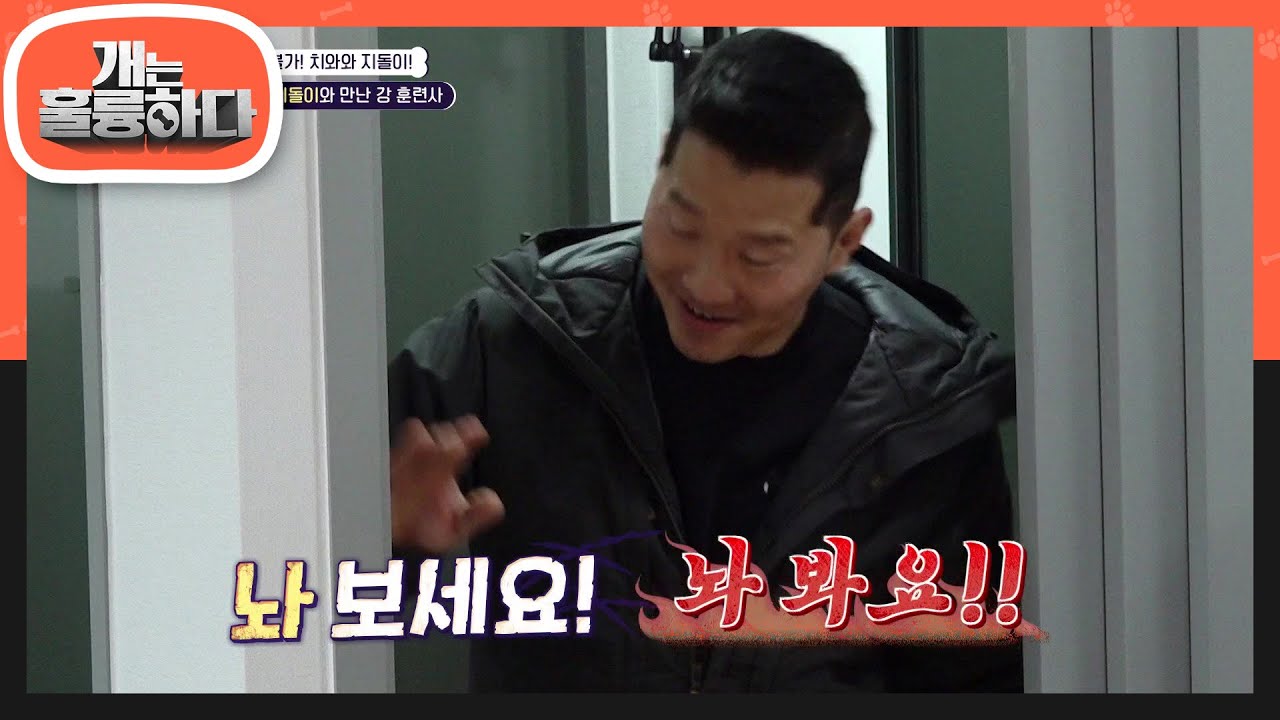 작은 악마 지돌이의 맹렬한 분노! 그리고 그에 맞서는 강 훈련사...? [개는 훌륭하다/Dogs Are Incredible] | KBS 230213 방송