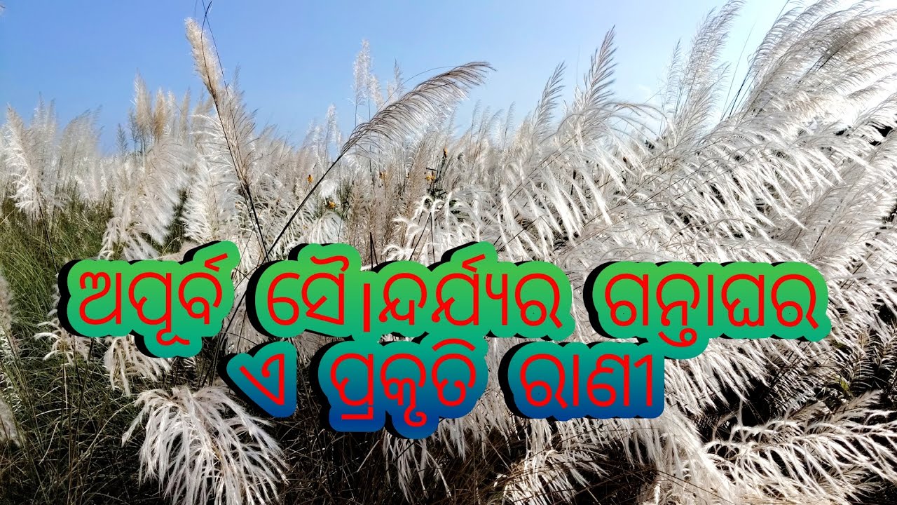 ଅପୂର୍ବ ସୈ।ନ୍ଦର୍ଯ୍ୟର ଗନ୍ତାଘର ଏ ପ୍ରକୃତି ରାଣୀ ର କାଶତଣ୍ଡୀ ଫୁଲ 