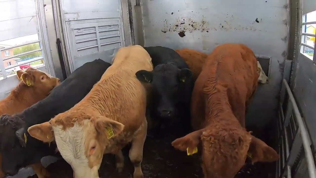 Ich habe den Stall mit Tieren gefüllt 🐃🐄🐂🤠