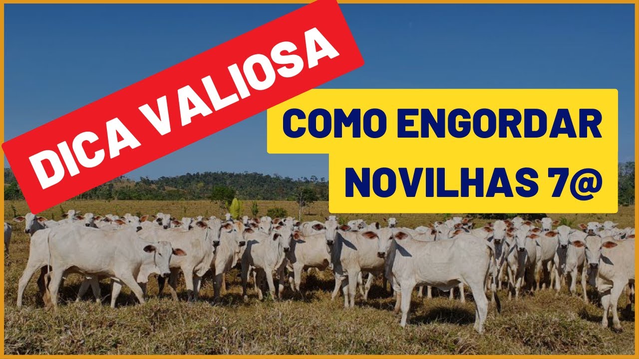 Como ENGORDAR NOVILHA 7@ e VENDER para ABATE