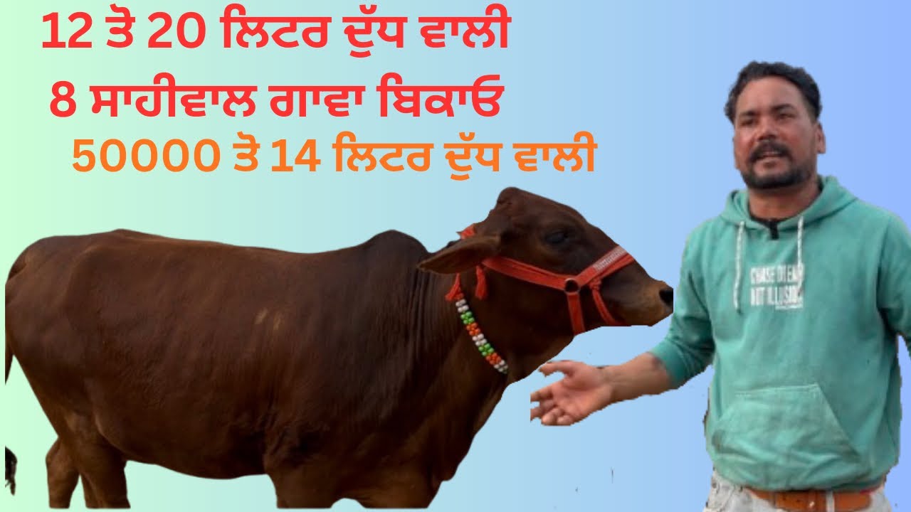 15 ਤੋ 20 ਲਿਟਰ ਦੁੱਧ ਵਾਲੀ 8 ਸਾਹੀਵਾਲ ਗਾਵਾ ਬਿਕਾਓ । sandhu dayri farm #kindasidhu #dayrifarm  #farming 