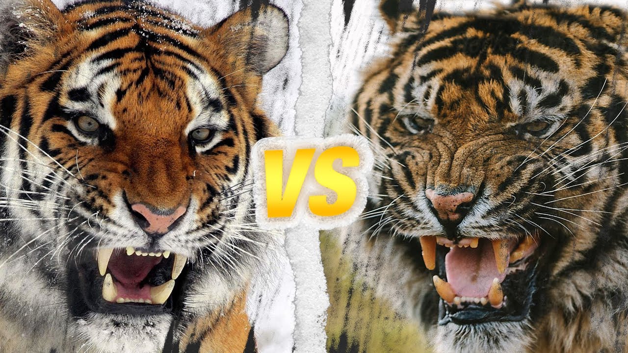 TIGRE DU BENGALE vs TIGRE DE SIBÉRIE : Qui est le roi des tigres ?