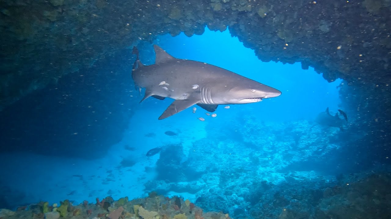 Rottnest Island Swiss Cheese and Opera House (Shark Cave) Dives