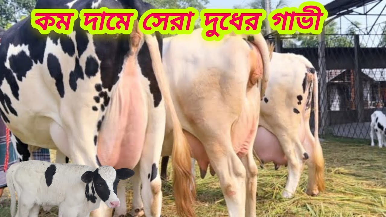 @আজ ১৬/৮/২০২৫/ একদম সীমিত দামে ২০-২৫ লিটার দুধের বাচ্চা সহ গাভী পাচ্ছেন।
