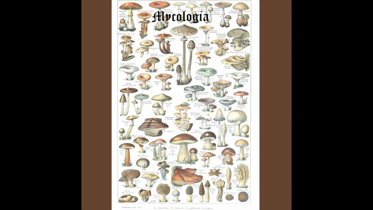Mycologia - Deadly Webcap (Cortinarius Rubellus)