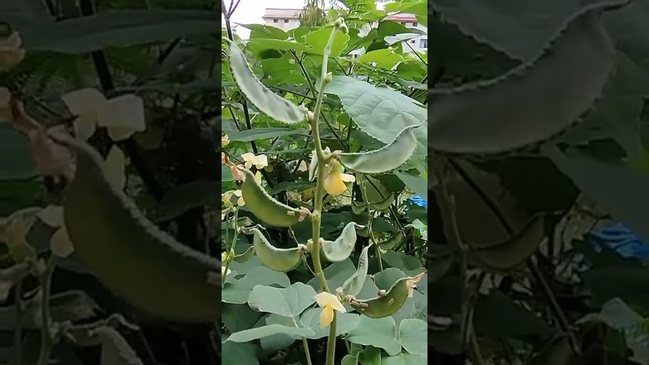 Avarekai. &nbsp;hyacinth beans&nbsp;