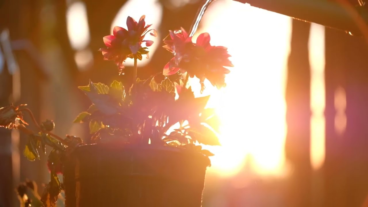 Exploring Sustainable Living: Top Environmental Solutions for a Greener Future