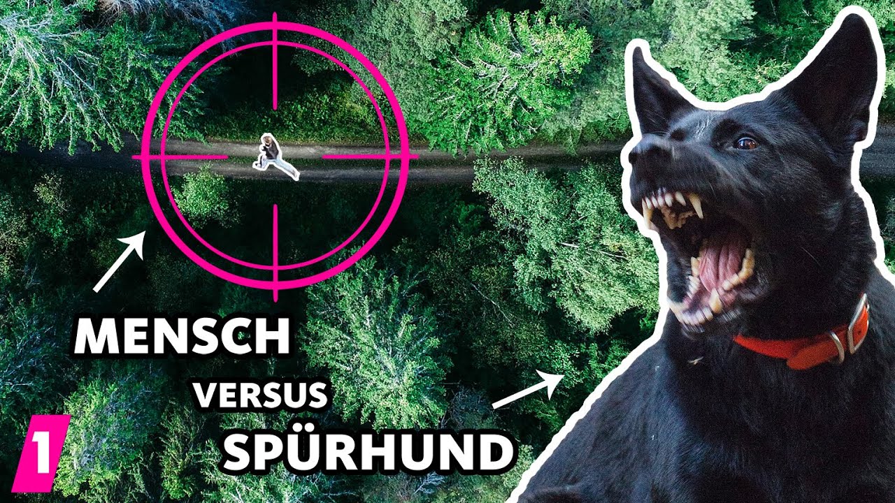 Kann man SPÜRHUNDEN entkommen? (Flucht-Experiment) | 1LIVE