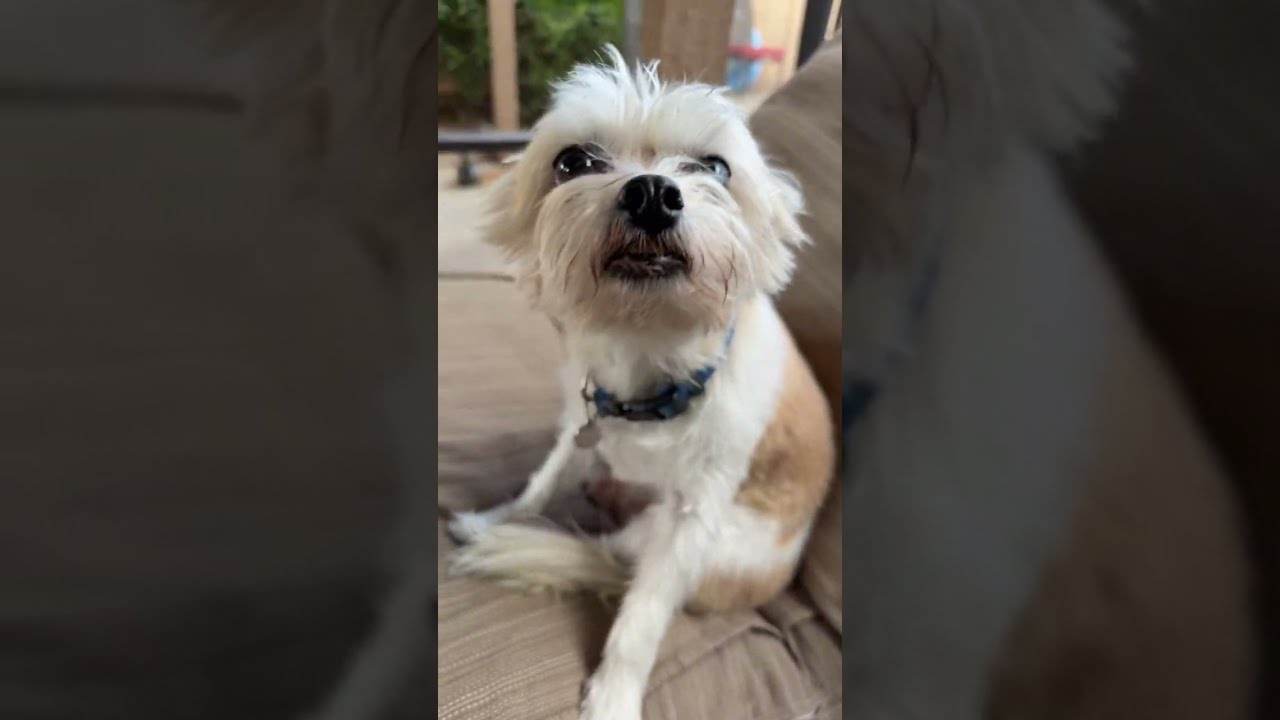 personaldogtraining1 is live! Mini Bernadooodle Fin, Skipper, JJ & Captain backyard hang 