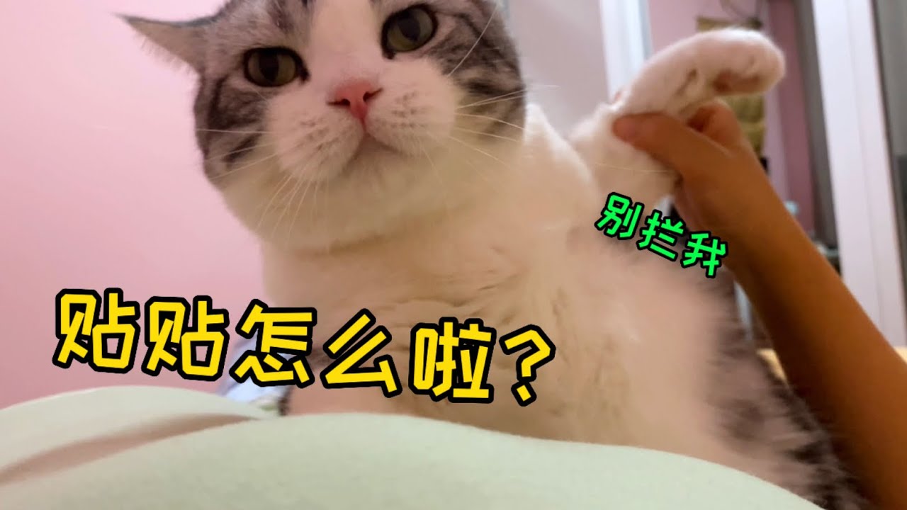 貓也會生氣？不給它枕胳膊，現在都快睡我腦袋上了…