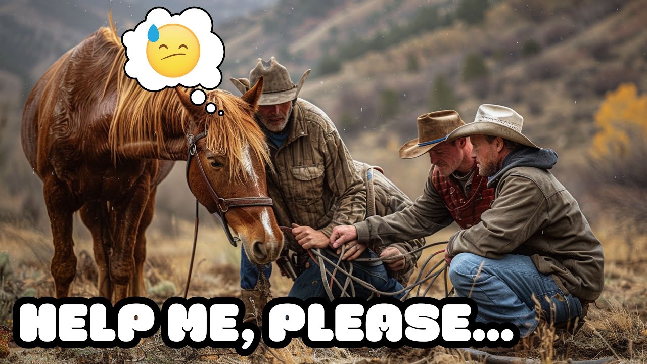 They Tried to Help a Wild Horse &mdash; Then Looked Underneath and Froze