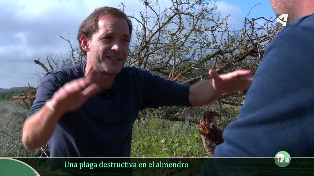 El gusano cabezudo, una plaga destructiva en el almendro