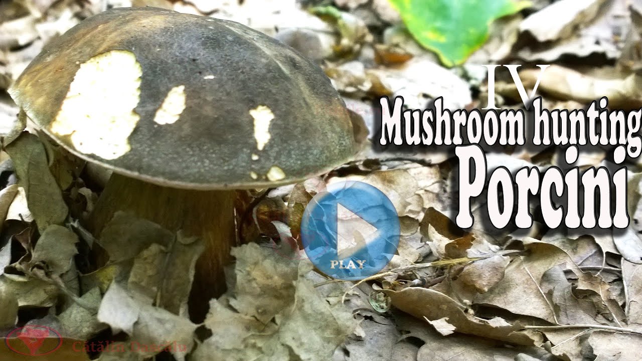 Porcini, penny bun, cep (4) - 2020