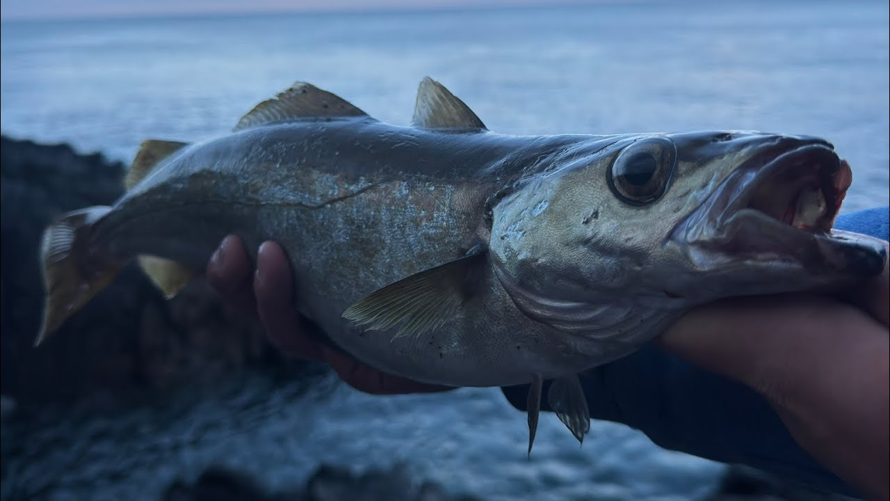 Cornwall Lure Fishing & Car Camping Adventure  | Wrasse, Pollack, & Mackerel | The Fal Anglers