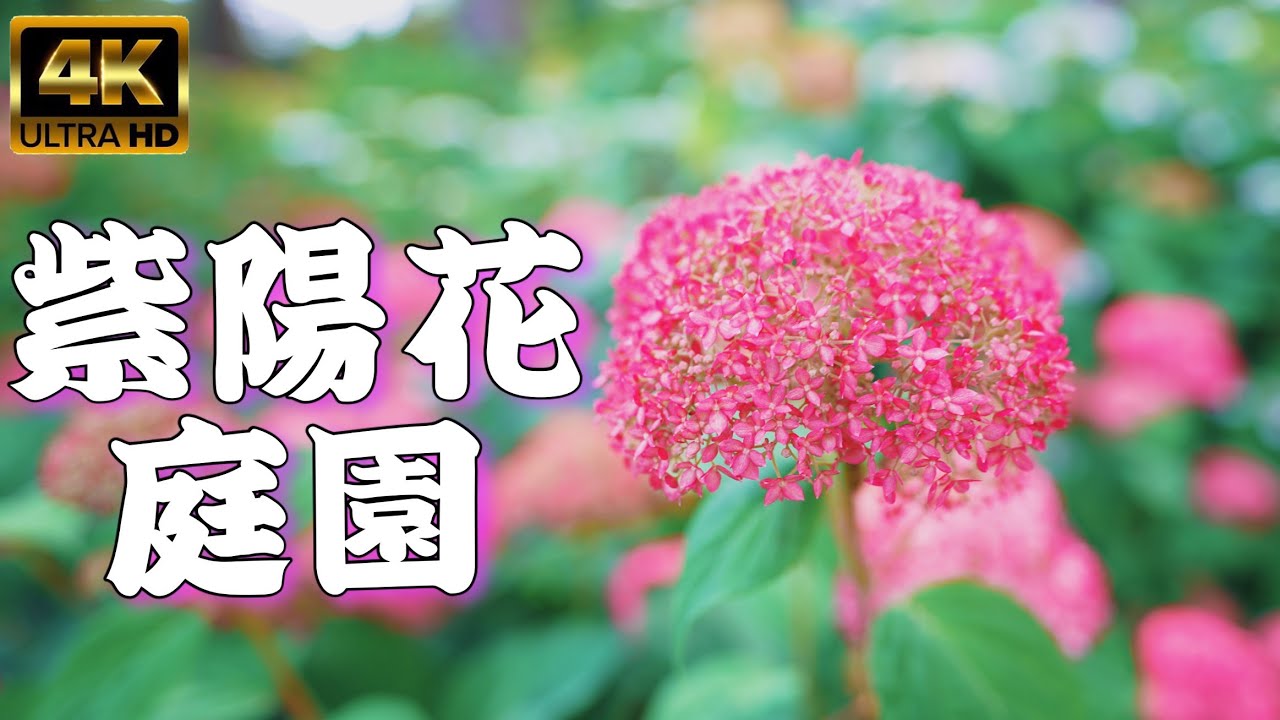 4K Kyoto Japan Mimuroto-ji Temple  hydrangea 京都　三室戸寺　紫陽花　2022.6.