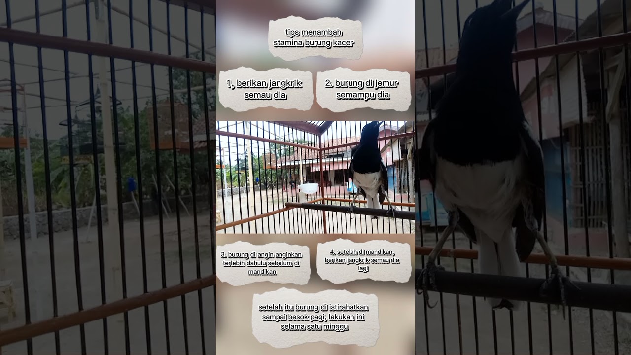 Tips menambah stamina pada burung kacer