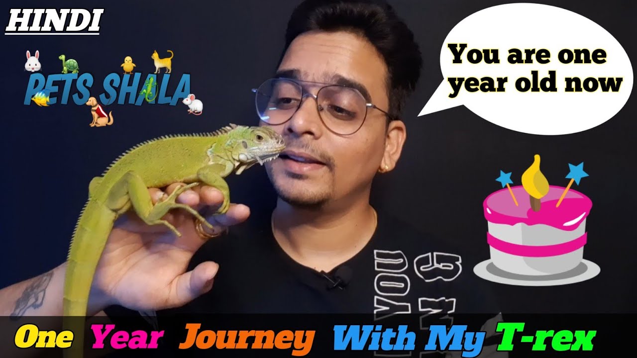 one year old iguana | one year journey with my iguana|  my trex green iguana turned one year old