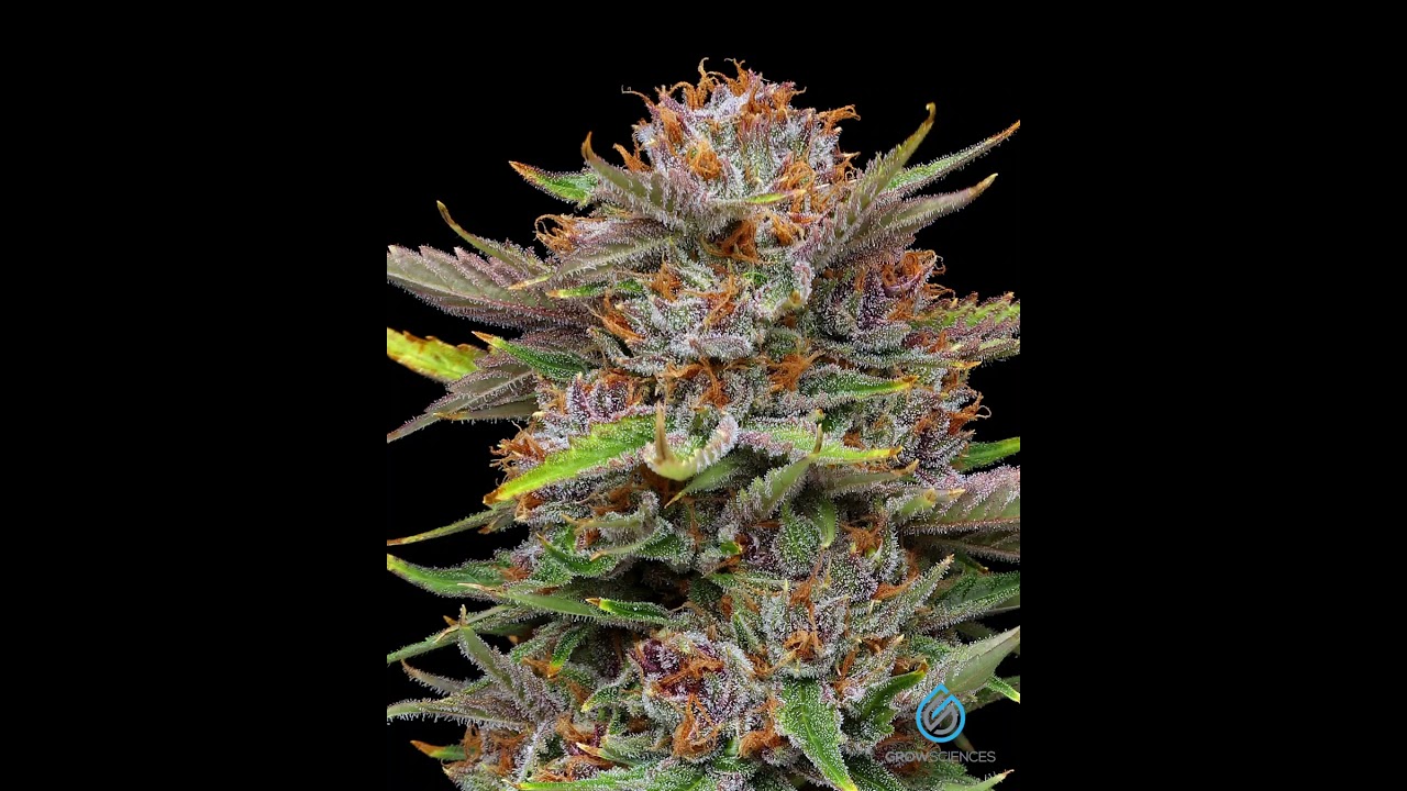 Forbidden Fruit