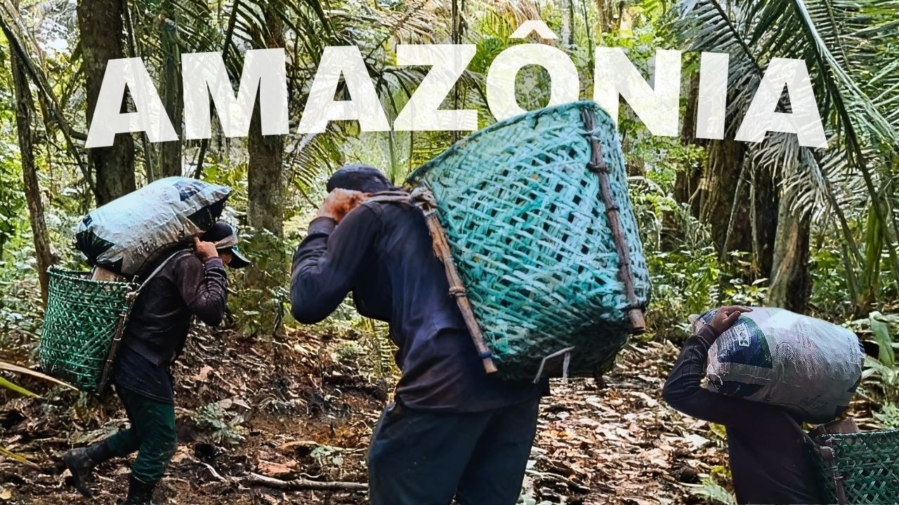 ASSIM É A COLHEITA E QUEBRA DA CASTANHA NA AMAZÔNIA 🔥🌿