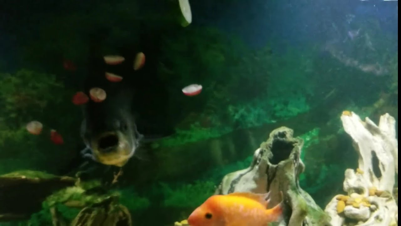 Huge Pacu Feeding on Grapes and Cucumbers