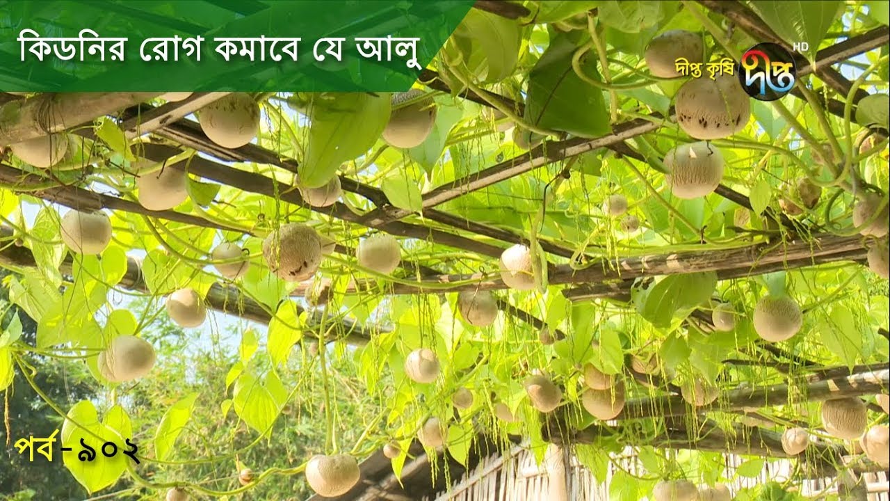 Deepto Krishi/দীপ্ত কৃষি- কিডনির রোগ কমাবে যে আলু | পাবনা | deepto tv