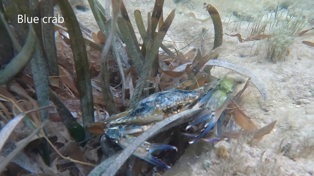 underwater crab @ Cayman