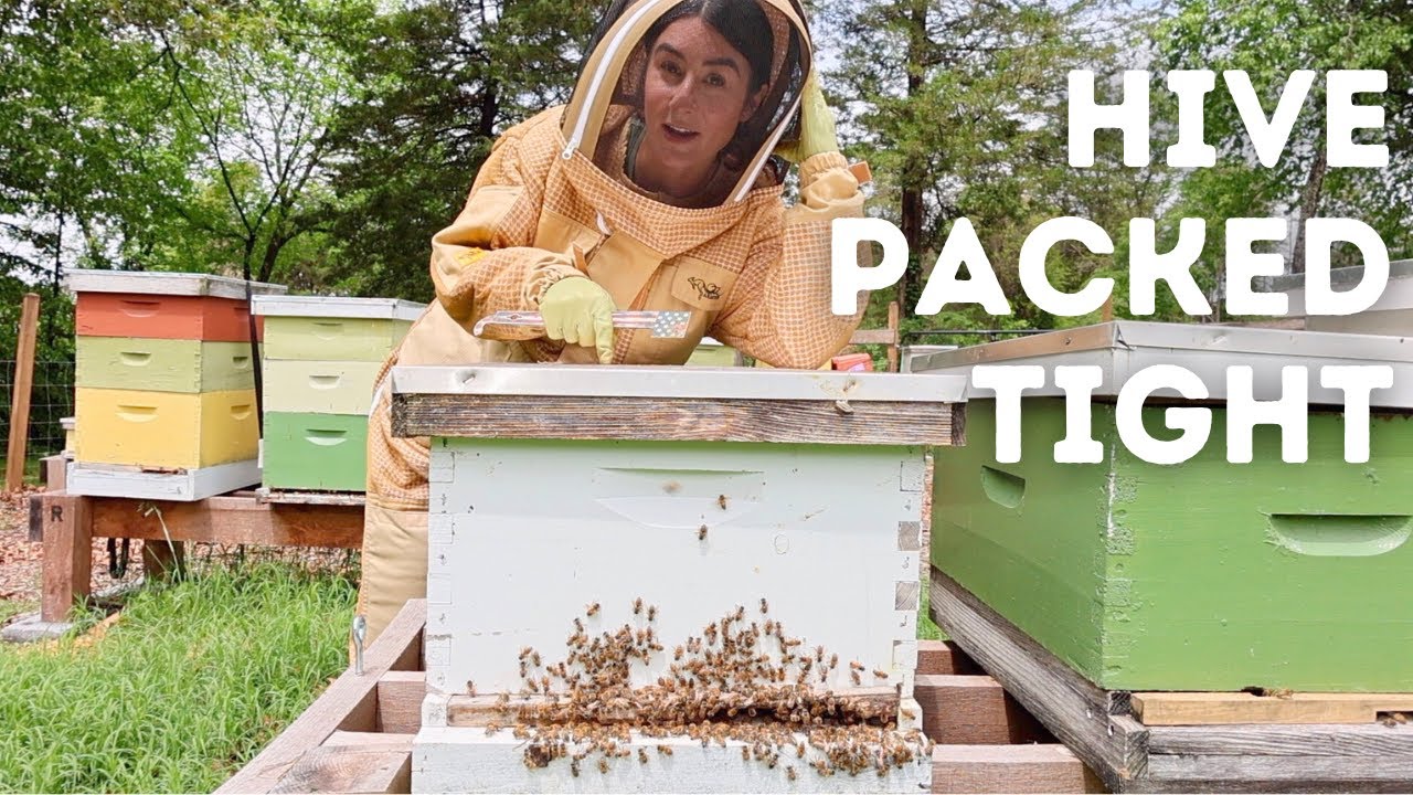No Space Left! Handling an Overcrowded Beehive