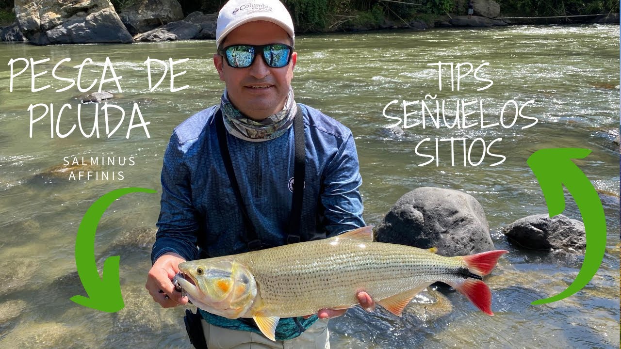 Pesca de picuda Rio la vieja, Samana sur