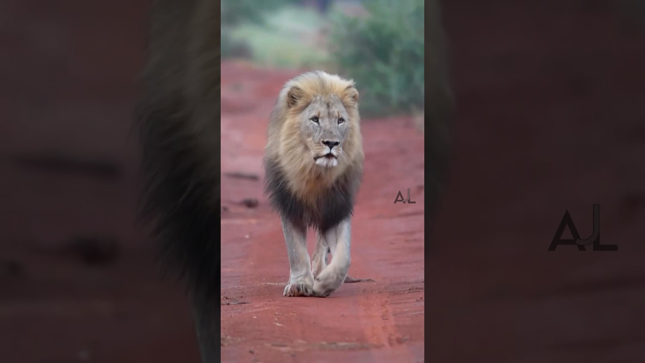 Amazing Facts About Lions #lionfacts #lionfunfacts #amazinglion #triviafacts