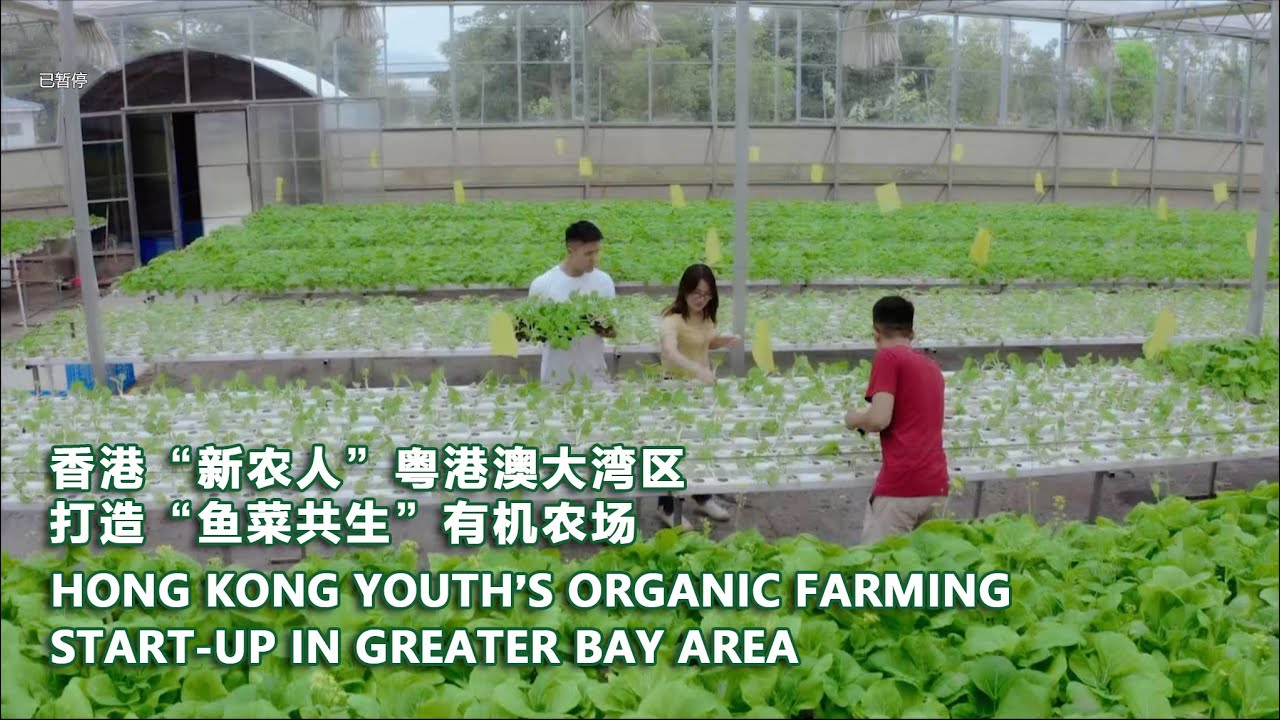 Hong Kong Youth&rsquo;s Organic Farming Start-up in Greater Bay Area