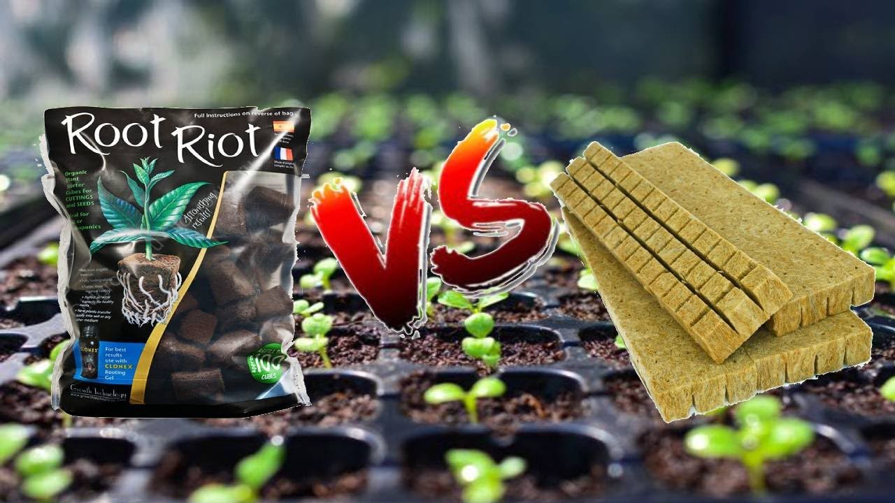 Эксперимент по выращиванию Rockwool против Root Riot