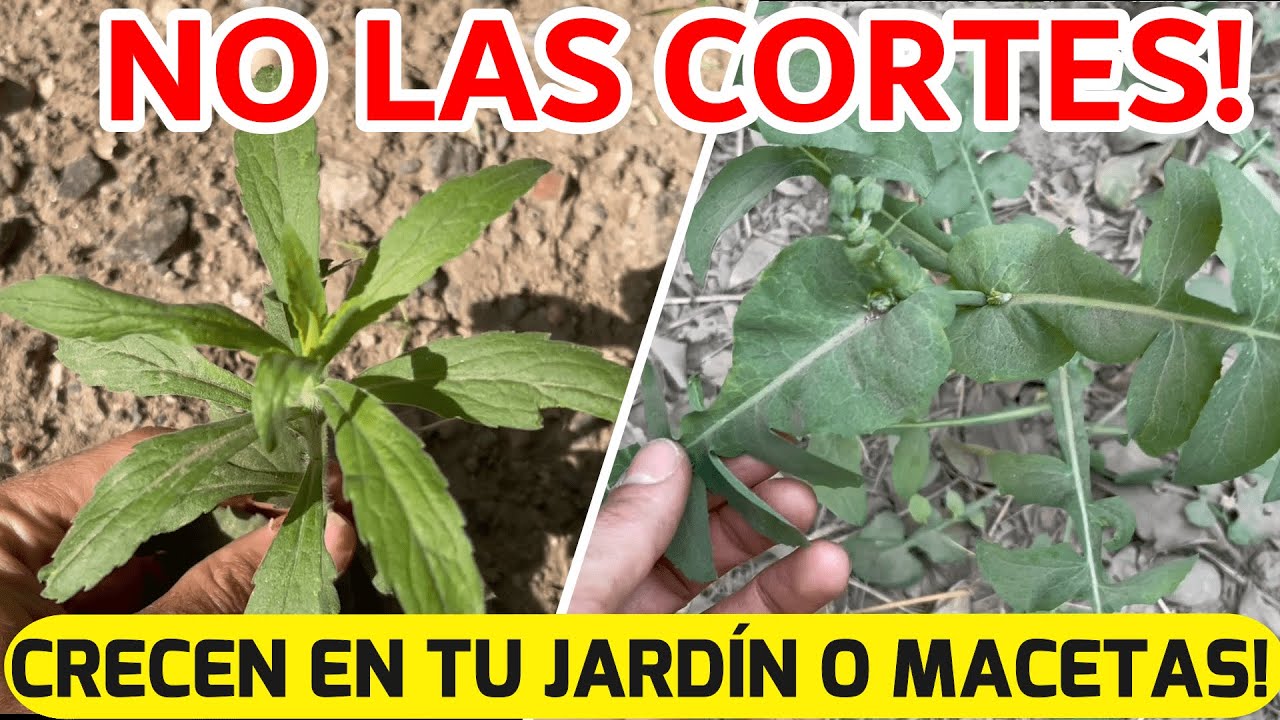 ALIMENTOS Que Todos Pisamos! 3 PLANTAS COMESTIBLES Que Crecen En El Jard&iacute;n o Macetas