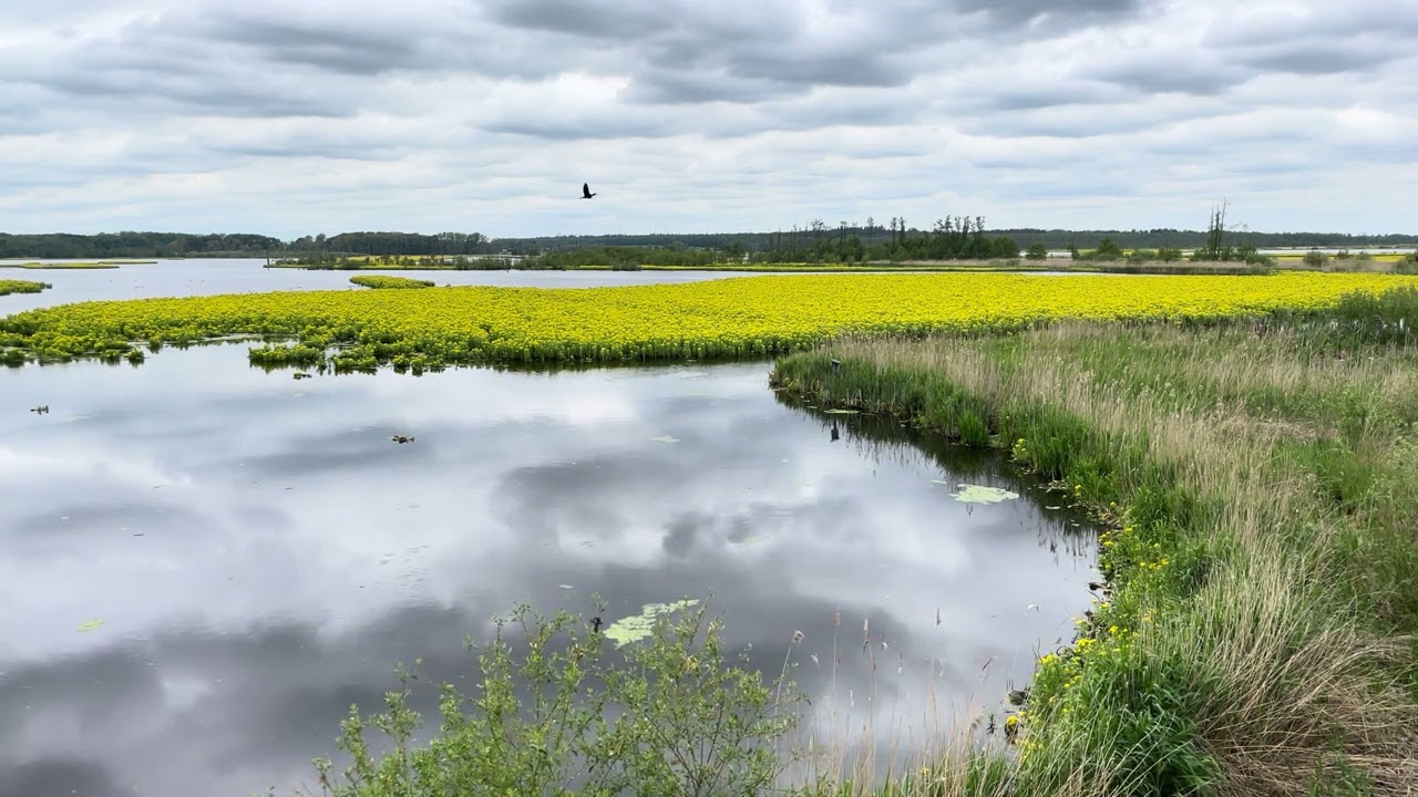(4K) Vogelstimmen am Gro&szlig; Rosin Moor im Fr&uuml;hjahr 2023