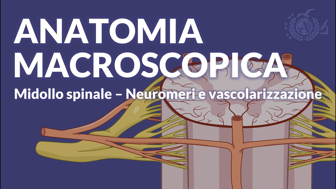 MIDOLLO SPINALE - Neuromeri e vascolarizzazione - Neuroanatomia