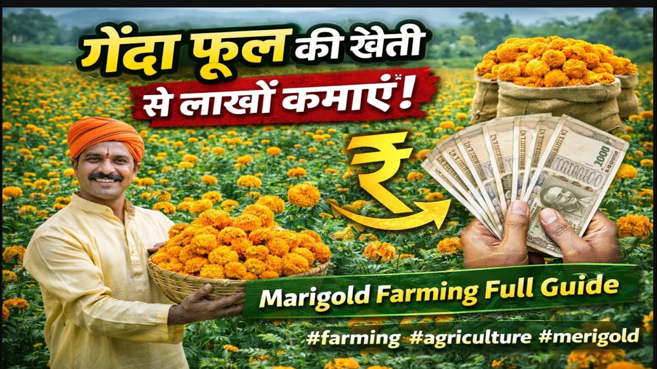 गेंदा फूल की खेती से लाखों कमाएँ! | Marigold Farming Full Guide #farming #agriculture #merigold