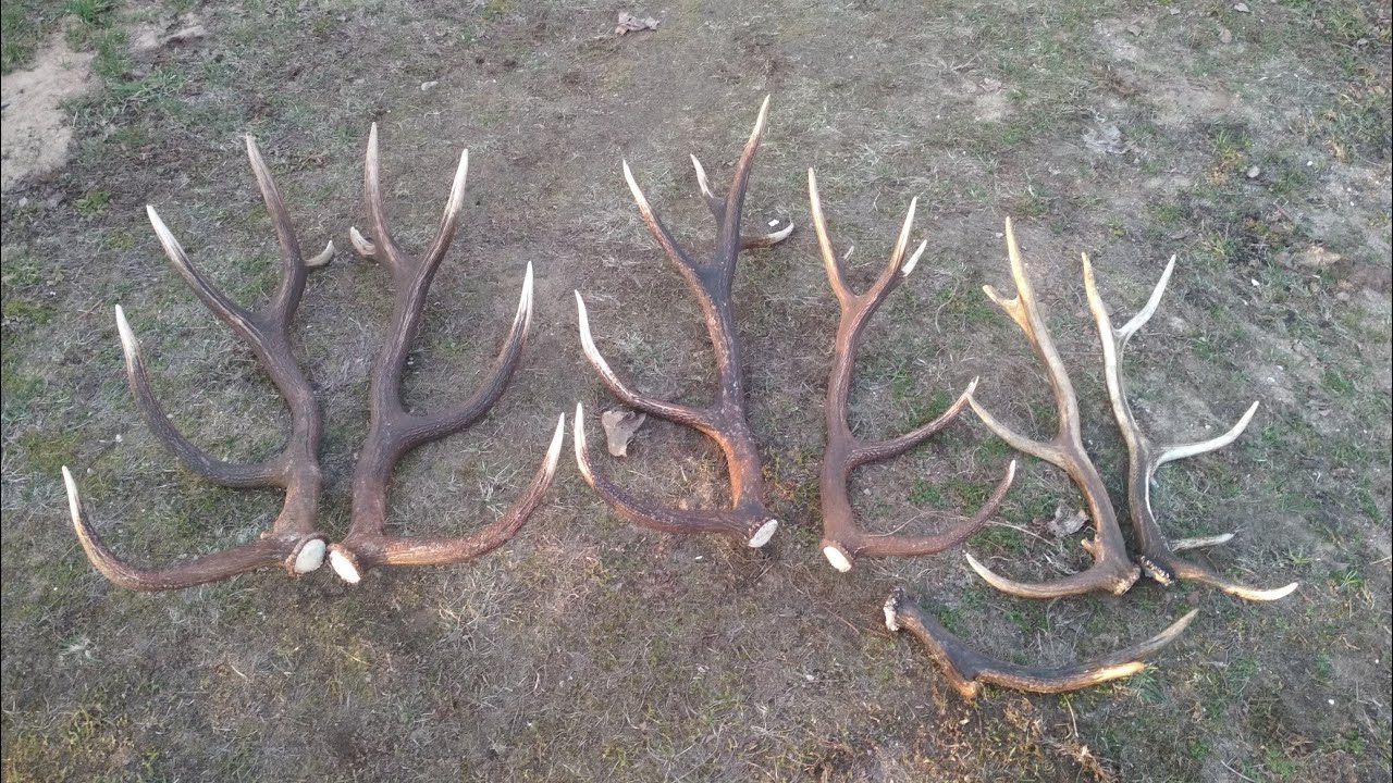 #14-24 Поиск рогов в Налибокской пуще 15 кг, март 2024,  poroże 2024