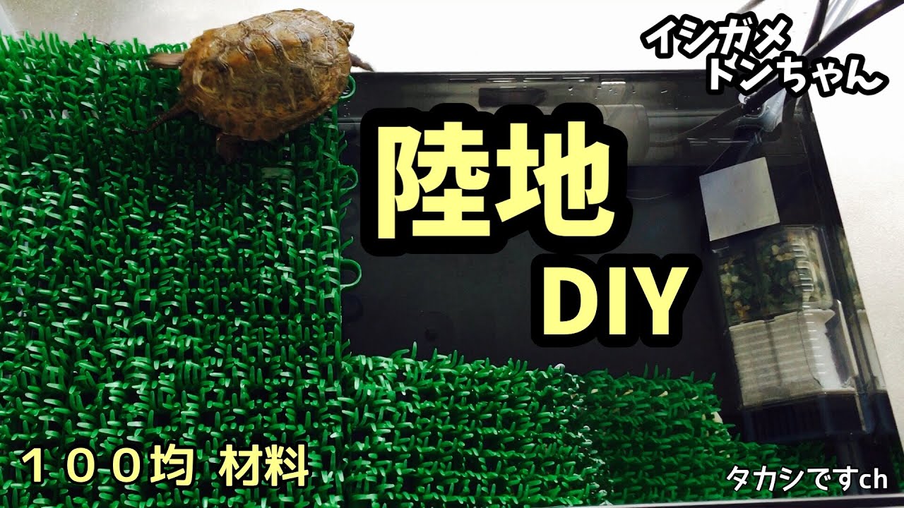 【ニホンイシガメ飼育】陸地傾向が強い亀に１００均材料でＤＩＹ