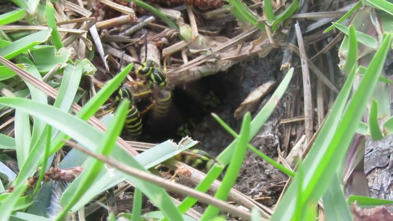 Vespula squamosa (Southern yellowjacket) nest #2.