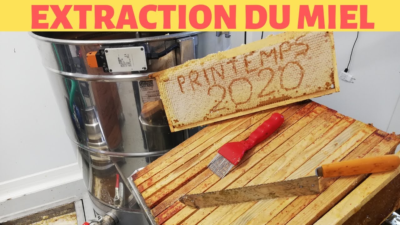 extraction du miel de printemps 2020