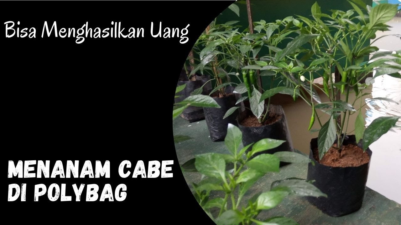 Menanam Cabai di Polybag