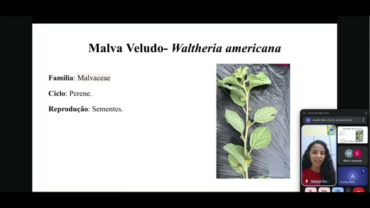 Seminário de plantas espontâneas 